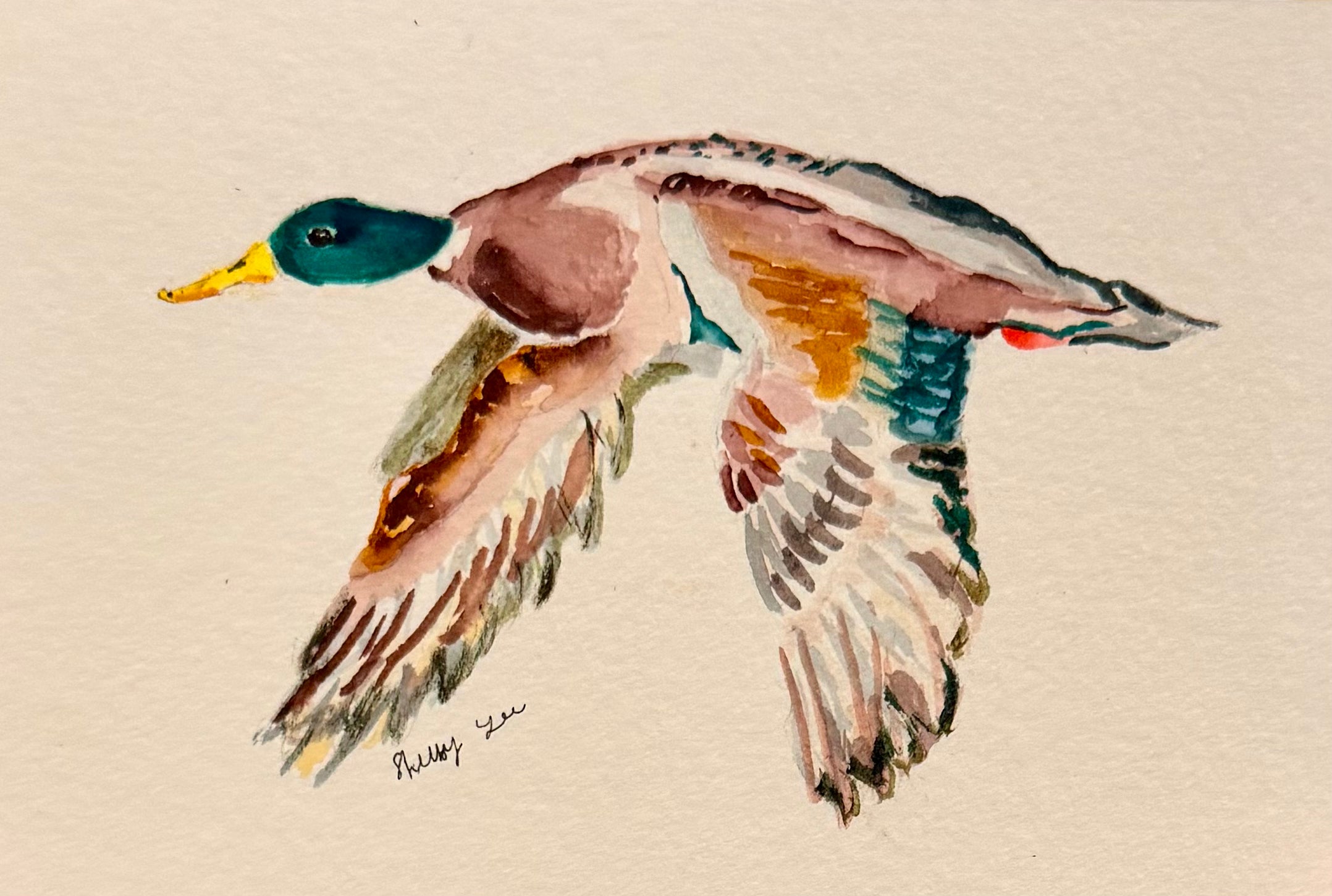 Mallard Duck Watercolor - Original + Prints