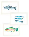 Fish Tale Trio | Rainbow Trout, Striped Bass & Sardine Standard Print Set - shelby nicole