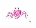 Pink Crab Watercolor Print — Fish Wall Art - shelby nicole