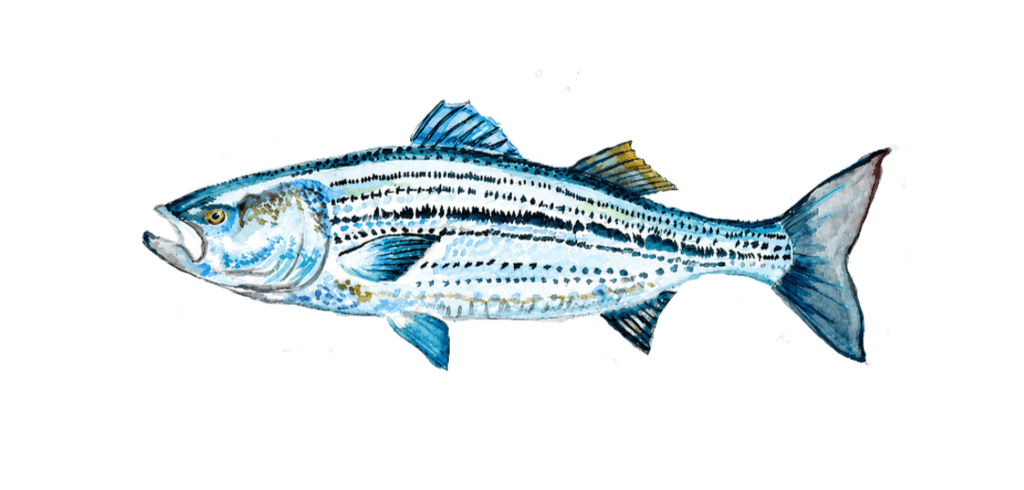 Striped Bass Watercolor Print — Fish Wall Art - shelby nicole