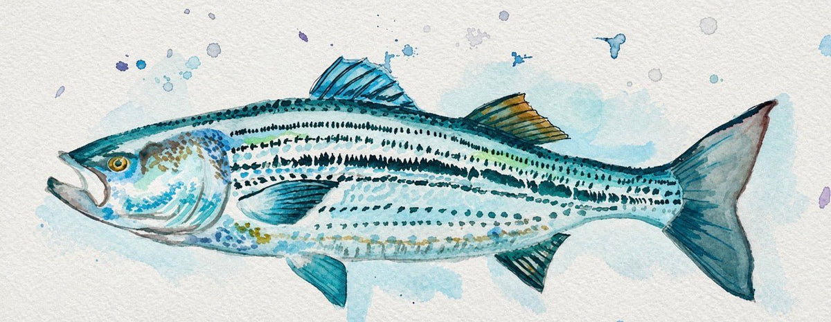 Striped Bass Watercolor Print — Fish Wall Art - shelby nicole