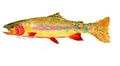 Watercolor Postcard Set of 4 | Rainbow Trout, Golden Trout, Mallard, Scallop Shell - shelby nicole originals