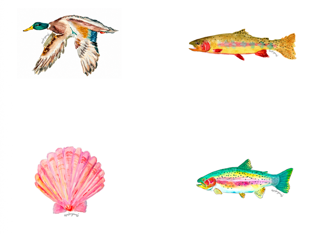 Watercolor Postcard Set of 4 | Rainbow Trout, Golden Trout, Mallard, Scallop Shell - shelby nicole originals