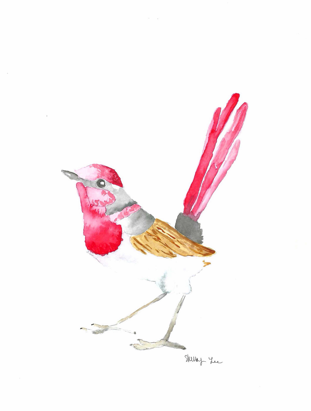 A watercolor painting of a small bird with a bright pink-red head and chest, gray wings, a brown back, and long pink tail feathers, set against a plain white background with an artist signature in the lower right.